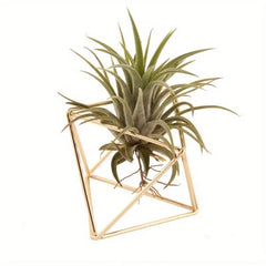 4 Air Plant Stands, Hanging Metal Geometric Stands, Plant Garden Stands, Suitable for Indoor Decoration, Holiday Displays