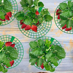1/3pcs Round Strawberry Stand Anti-Corrosion Anti-Ground Strawberry